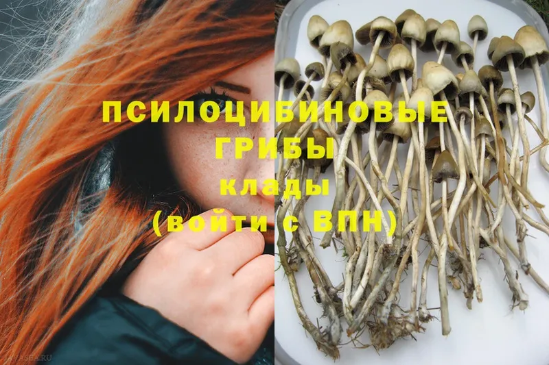 Псилоцибиновые грибы MAGIC MUSHROOMS  Жердевка 